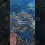 2023年 沖縄県宮古島市伊良部島にある佐良浜港近くでシュノーケリング！とても綺麗でした！#宮古島 #沖縄 #Miyako #okinawa #移住