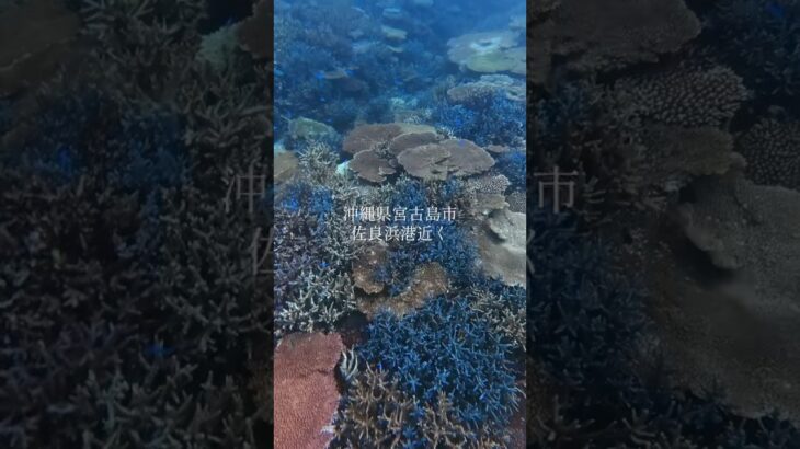 2023年 沖縄県宮古島市伊良部島にある佐良浜港近くでシュノーケリング！とても綺麗でした！#宮古島 #沖縄 #Miyako #okinawa #移住