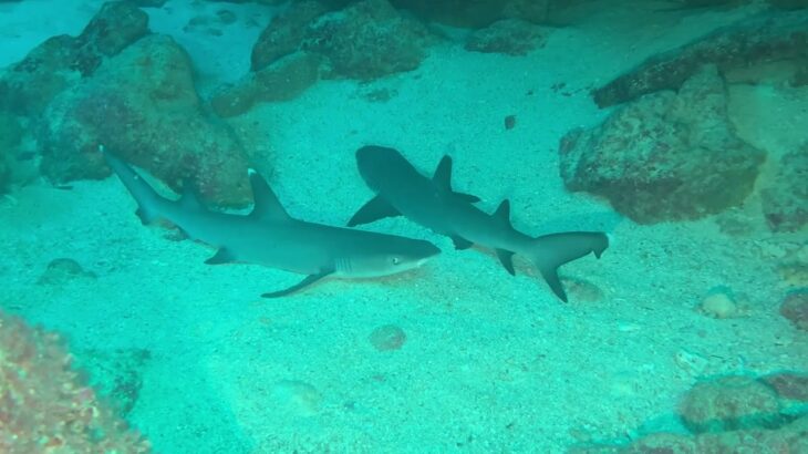 2023年 宮古島之旅: 潛水&自駕陸遊 Miyakojima Adventure: Diving and Driving