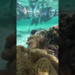 2023年 宮古島シュノーケリング　ウミガメと会った　水中冒険　ファイティングニモ　かくれくまのみ　しぎらビーチ　沖縄県　旅行　観光　ダイビング　宮古島マリン SUGAR3 まなさん　シュノーケル　感動　泣ける