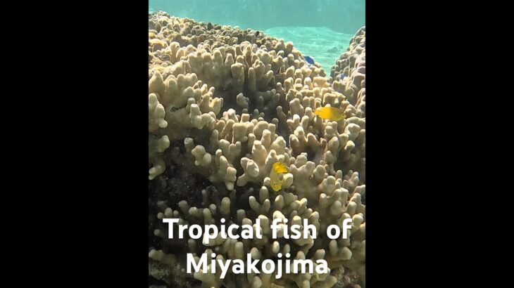 2023年 Tropical fish of Miyakojima#turtle #miyakoisland #宮古島 #スノーケリング #シュノーケリング