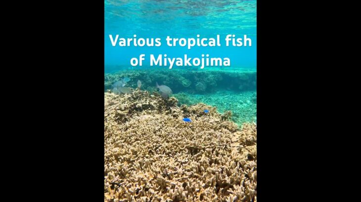 2023年 Various tropical fish of Miyakojima #宮古島 #シュノーケリング #スノーケリング