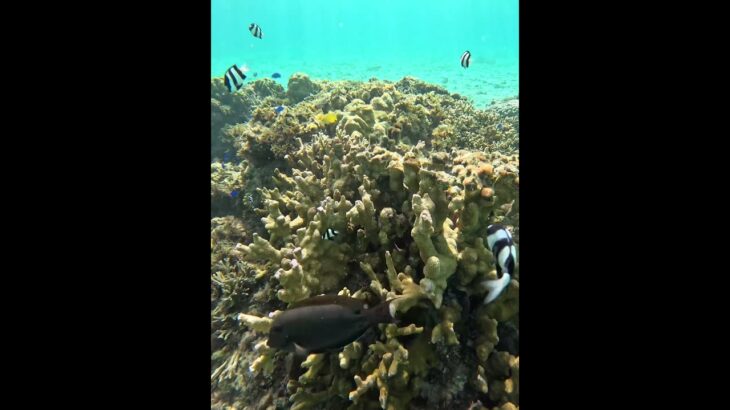 2023年 Various tropical fish of Miyakojima #宮古島 #シュノーケリング #スノーケリング #熱帯魚
