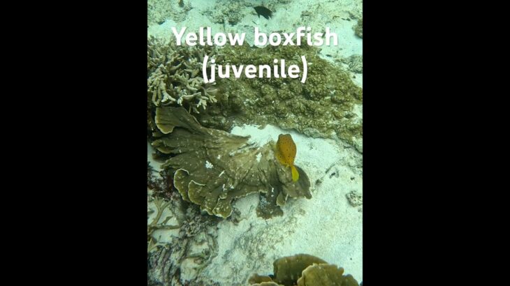 2023年 Yellow boxfish (juvenile) #シュノーケリング #スノーケリング #宮古島 #scubadiving #tropicalfish