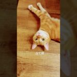2023年 宮古島🏝️唯一の保護猫カフェ『照猫屋』 朝礼。 #保護猫 #宮古島 #猫カフェ #cat #保護猫カフェ #猫のいる暮らし