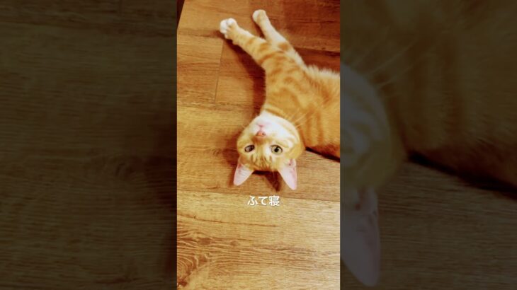 2023年 宮古島🏝️唯一の保護猫カフェ『照猫屋』 朝礼。 #保護猫 #宮古島 #猫カフェ #cat #保護猫カフェ #猫のいる暮らし