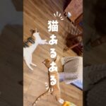 2023年 猫あるある シンクロシニティ #保護猫 #宮古島 #ネコ #猫カフェ #cat #保護猫カフェ