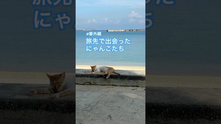 2023年 旅先にゃんこ編 #cat #munchkin #ねこ #きょうのむぎ #マンチカン#宮古島 #宮古島観光