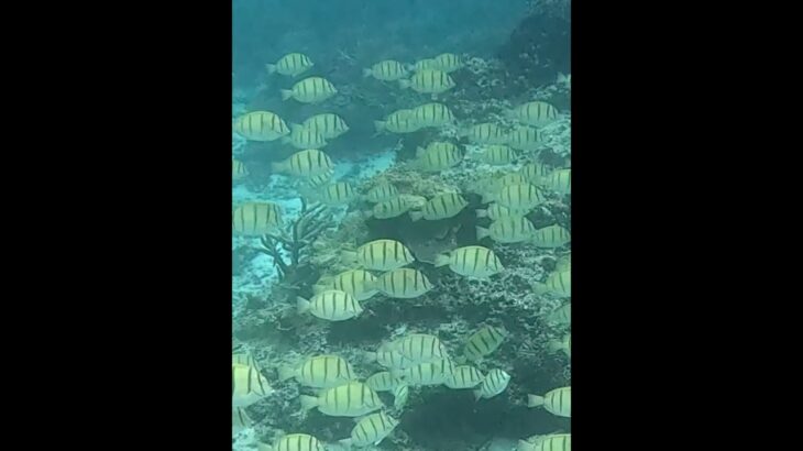 2023年 #シュノーケリング #スノーケリング #宮古島 #fish
