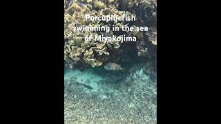 2023年 宮古島の海に泳ぐハリセンボン #シュノーケリング #スノーケリング #宮古島 #fish #travel #tropicalfish