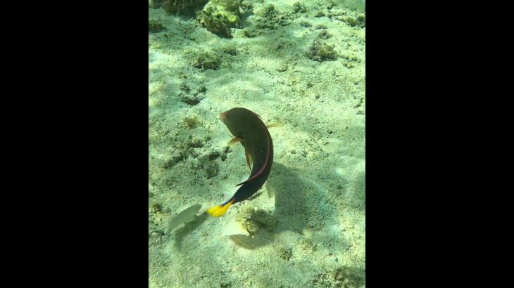 2023年 宮古島の熱帯魚 #宮古島 #シュノーケリング #スノーケリング #fish #熱帯魚 #tropicalfish