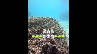 2023年 宮古島の熱帯魚🐠　#シュノーケリング #スノーケリング #宮古島 #fish #熱帯魚 #tropicalfish