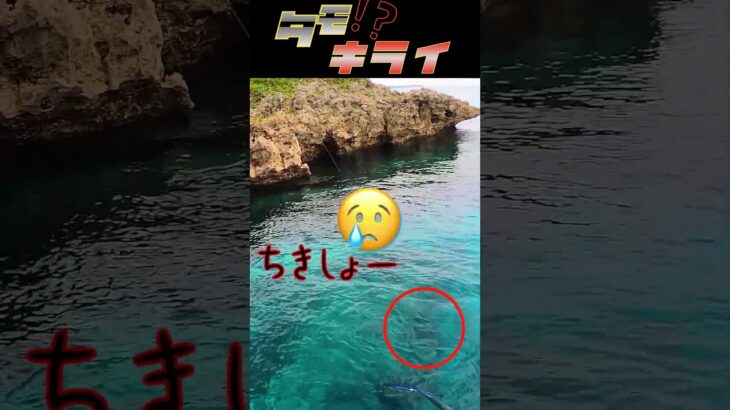 2023年 諦めの悪いヤツ…#釣り #fishing #ふかせ釣り #宮古島