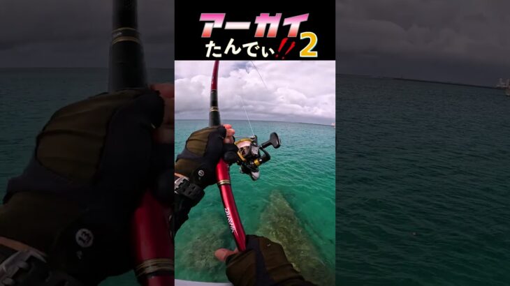 2023年 あっがいたんでぃ②…#釣り #fishing #ふかせ釣り #宮古島