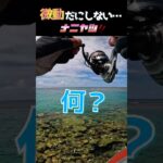 2023年 何奴！？#釣り #fishing #リーフフィッシング #宮古島