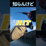 2023年 知らんけど…#釣り #fishing  #ヒレグロハタ #宮古島