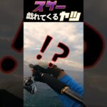 2023年 戯れる魚 #釣り #陸釣り #fishing #宮古島