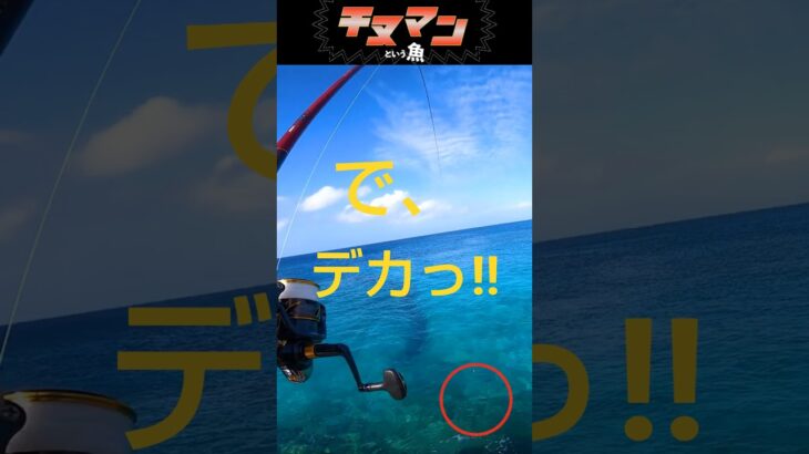 2023年 ついに〜お迎え、が…#釣り #fishing #ふかせ釣り #チヌマン #宮古島