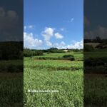 2023年 点検現場からの景色 #miyakojima #宮古島 #伊良部島 #さとうきび畑