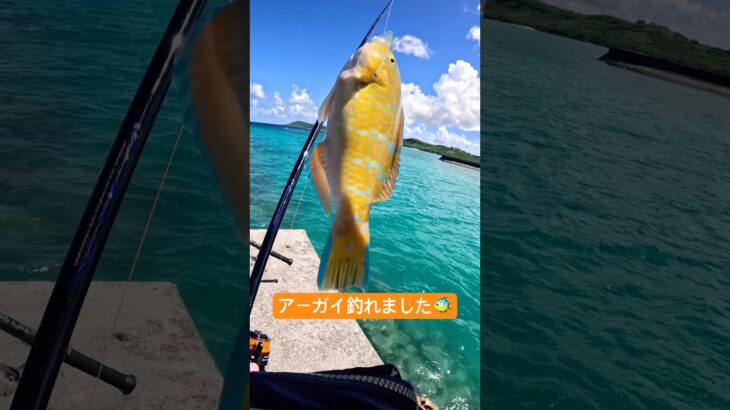 2023年 【フカセでアーガイ】#カーエー #釣り #フカセ釣り #アウトドア #タマン #ロウニンアジ #宮古島 #沖縄釣り #shimano #daiwa #fishing #がまかつ#打ち込み #ぶっこみ