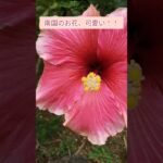 2023年 【宮古島】南国の花と植物と意外な出会い　#旅行 #travel #沖縄 #宮古島 #植物