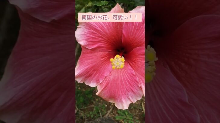 2023年 【宮古島】南国の花と植物と意外な出会い　#旅行 #travel #沖縄 #宮古島 #植物