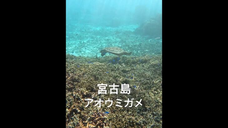 2023年 宮古島のアオウミガメ（食事中 #シュノーケリング #スノーケリング #turtle #宮古島 #アオウミガメ）