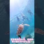 2023年 沖縄・宮古島で、ウミガメツアーに参加してみたよ‼️ #沖縄 #宮古島 #海亀 #うみがめ #海がめ #シギラビーチ #シュノーケル