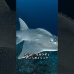 2023年 宮古島のダイビングで会える大物【激レア編】　　#ダイビング