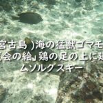 2023年 楽園 宮古島 海の猛獣ゴマモンガラ♫「展覧会の絵」鶏の足の上に建つ小屋/ムソルグスキー