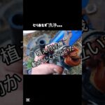 2023年 植え付け機動かんくて泣いた#宮古島 #沖縄 #ナウエルナナ#キャブ洗浄#芋植え付け機#川崎