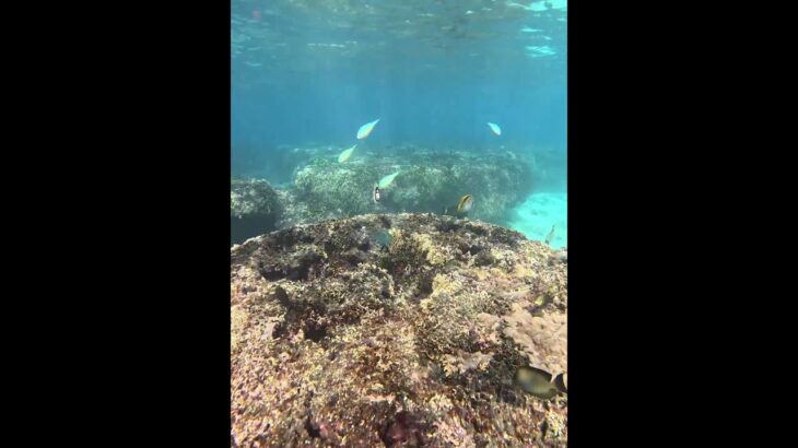 2023年 宮古島　熱帯魚🐠の楽園をのぞいてみよう❤️