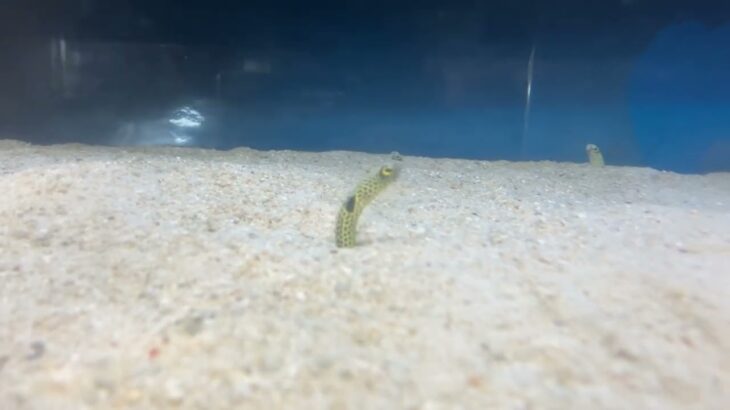 2023年 宮古島水族館的哈氏異康吉鰻