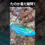 2023年 エグっ！ #キヌベラ #宮古島