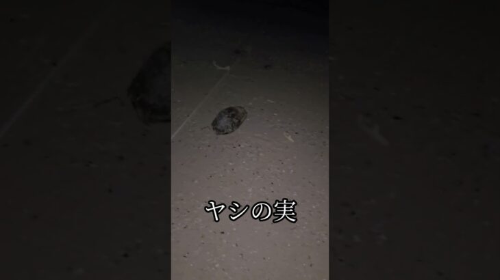 2023年 頭部が転がってるかと…#沖縄#宮古島#砂浜#夜#頭部#ヤシの実