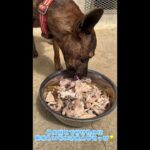 2023年 宮古島電灯素潜り漁師さんからプレゼント！ #琉球犬 #もぐもぐタイム