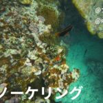 2023年 宮古島でシュノーケリングしたときのやつ（フナクスビーチ・中の島海岸）