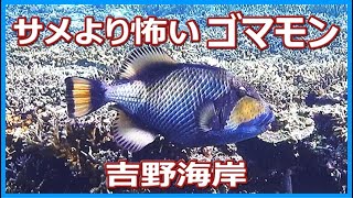 2023年 サメより怖いと噂のゴマモンガラ