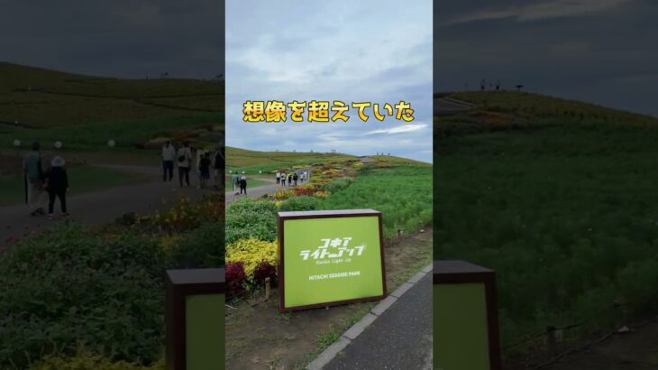 想像を超えたコキアライトアップ！あの可愛いコキアがワイルドに！？#国営ひたち海浜公園 #茨城#コキア#ライトアップ#絶景＃ナイトスポット#茨城観光