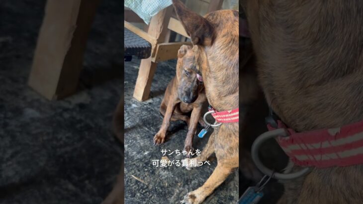 2023年 琉球犬親子 #琉球犬 #宮古島 #可愛い