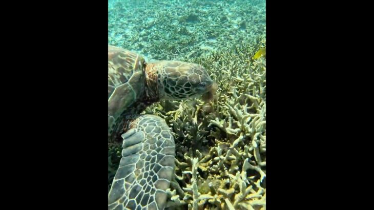 2023年 珊瑚の隙間に生える海藻を食べるアオウミガメ #シュノーケリング #スノーケリング #宮古島 #ウミガメ
