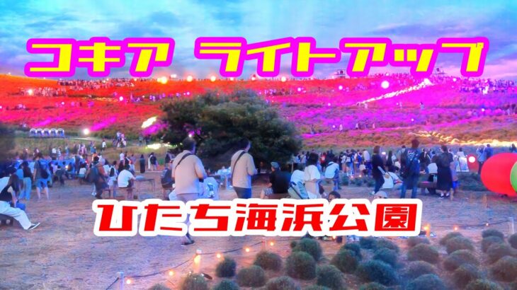ひたち海浜公園 コキアライトアップ #茨城県 #コキア #ライトアップ