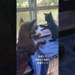 2023年 仲良し♡#琉球犬 #保護猫