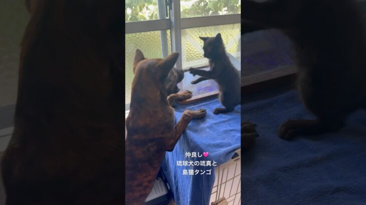2023年 仲良し♡#琉球犬 #保護猫
