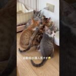 2023年 自動給水器大人気🐱#保護猫 #島猫