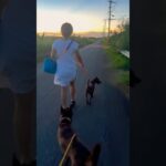 2023年 夕方散歩🦮#琉球犬 #琉球犬保存会