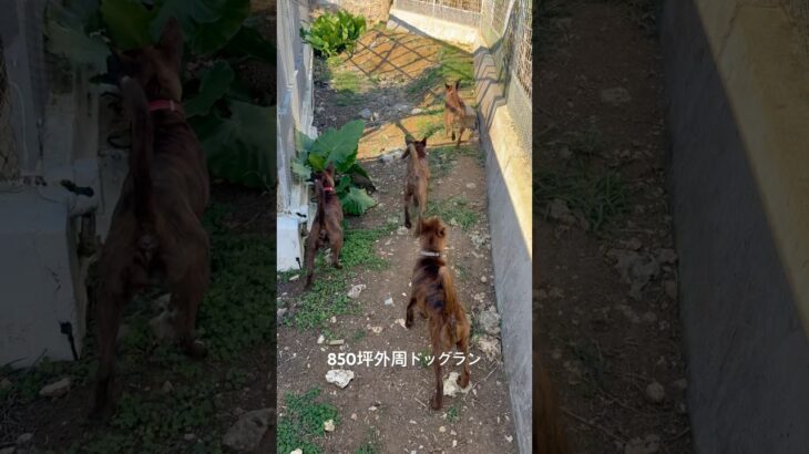 2023年 広々ドッグラン🐕#琉球犬 #琉球犬保存会