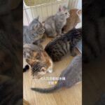 2023年 大人気自動給水機の全貌😂#子猫 #ねこ