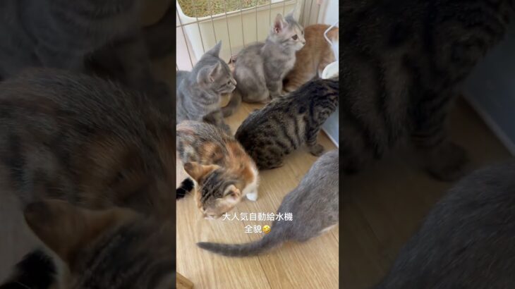 2023年 大人気自動給水機の全貌😂#子猫 #ねこ