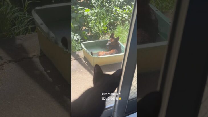 2023年 水浴び琉球犬と島猫 #琉球犬 #保護猫